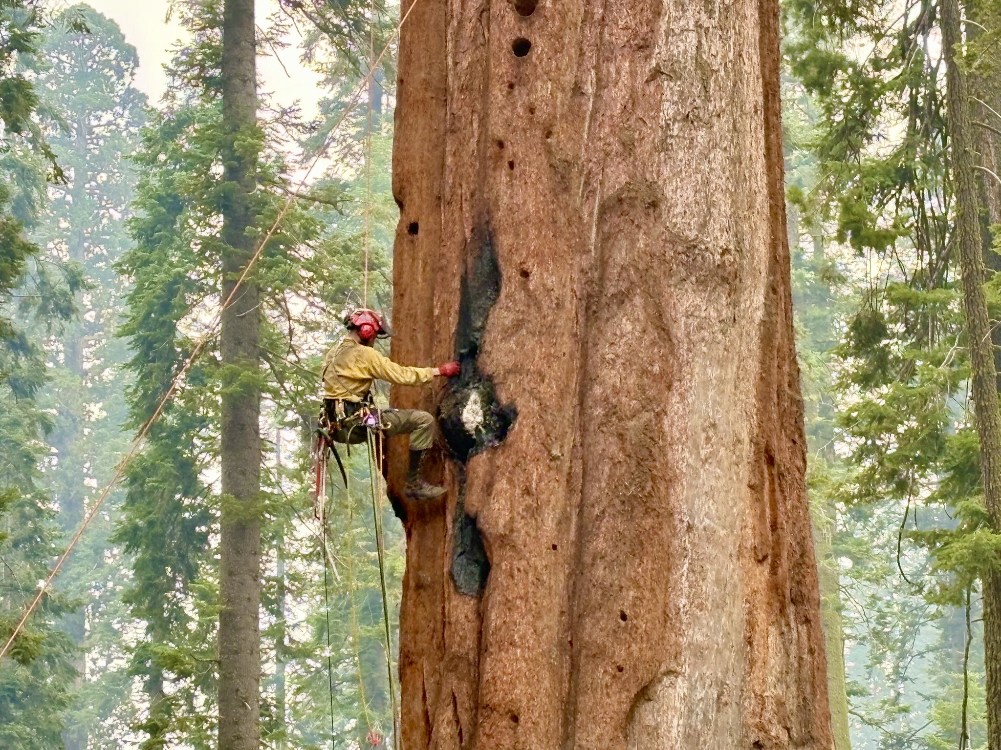 Hot spot on a giant sequoia Hot spot on a giant sequoia