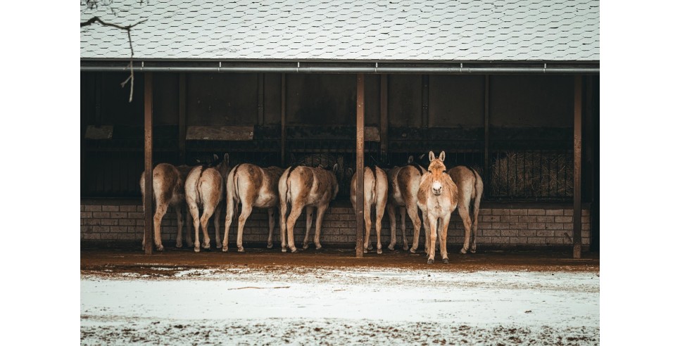 Big Asses  Big Asses